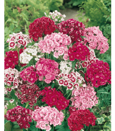 Des images de diff�rentes plantes